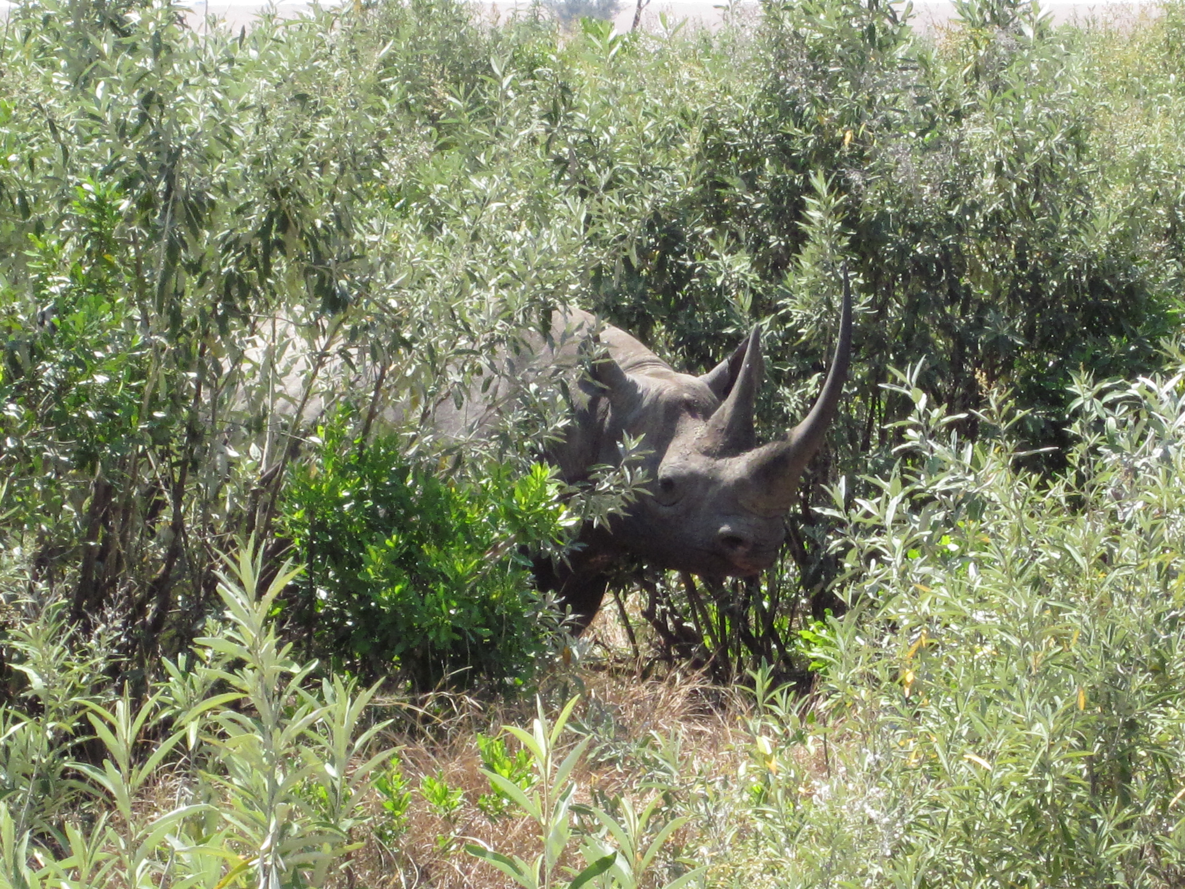 Black Rhinos Eating